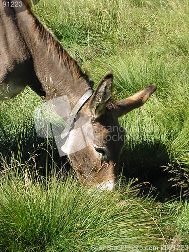 Image of Donkey
