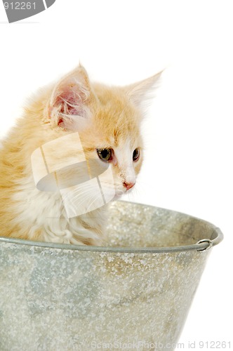 Image of Kitten in bucket