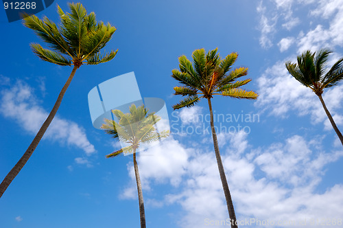 Image of Palms