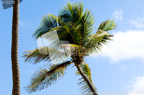 Image of Palm