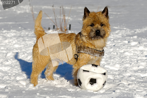 Image of Dog in snow