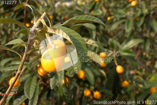 Image of Loquats