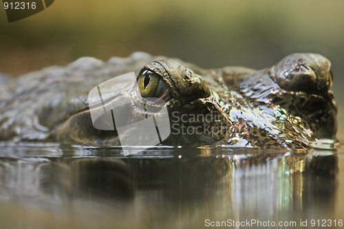 Image of Indian gavial