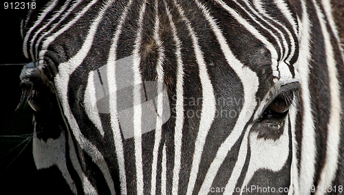 Image of Zebra