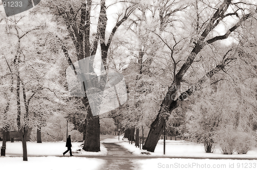 Image of A Stroll in the Park