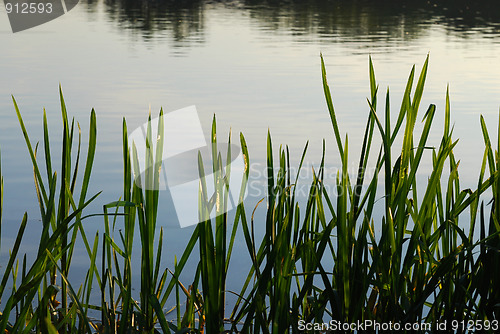 Image of reeds at the lake