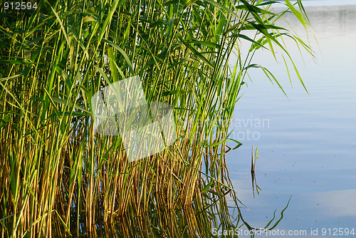 Image of reeds at the lake