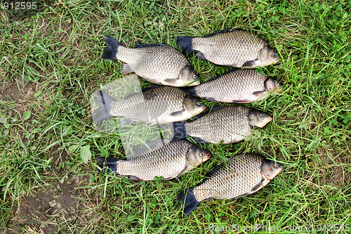 Image of The Crucian Carp (Carassius carassius) 