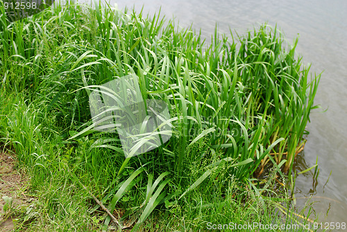 Image of reeds at the lake