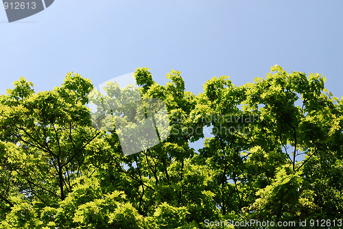 Image of Green leaves and sunny beams