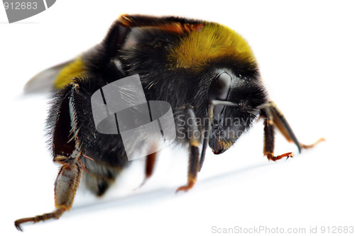 Image of bumblebee