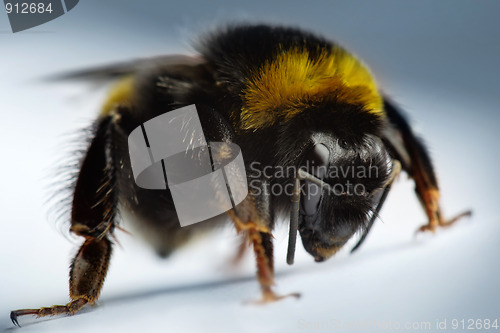 Image of bumblebee