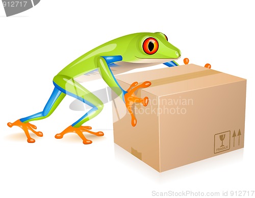 Image of Delivery tree frog