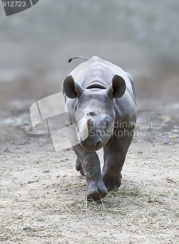 Image of young rhino