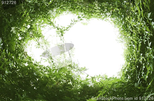 Image of green leaf frame