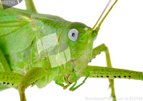 Image of Locust