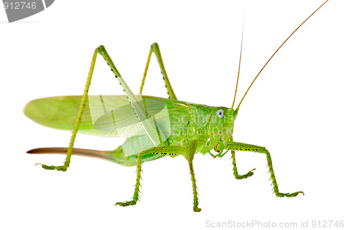 Image of Locust