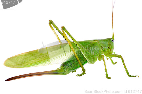 Image of Locust