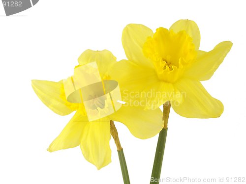 Image of Daffodile 2