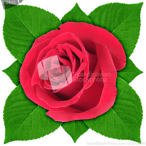 Image of One red rose with green leaf