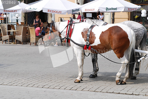 Image of Horse-drawn buggies trot around Krakow 