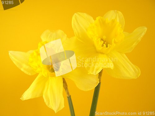 Image of daffodile 3
