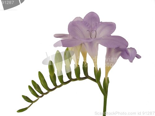 Image of purple flower 1