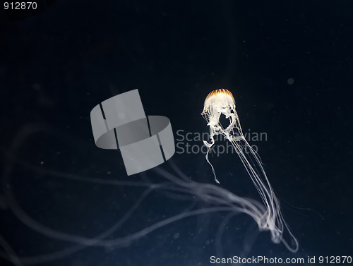 Image of jellyfish