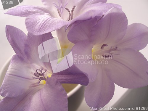 Image of purple flowers 2