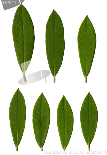 Image of Rhododendron leaves