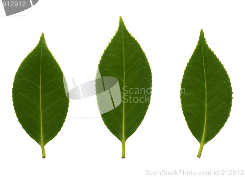 Image of Camelia leaves