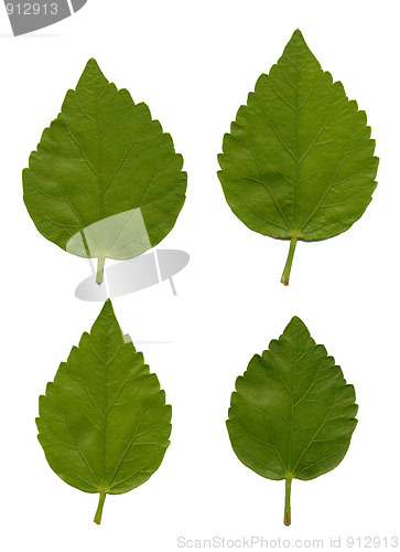 Image of Leaves of Hibiscus