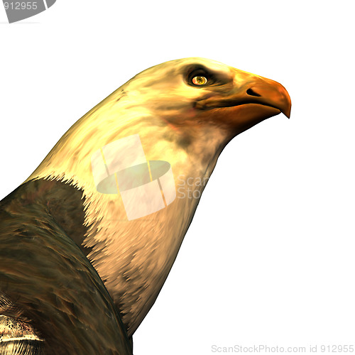 Image of Eagle's head