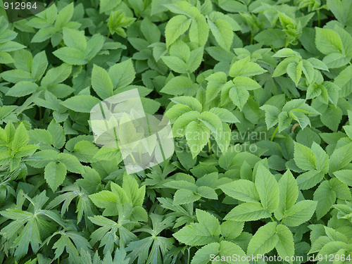 Image of Greenery background