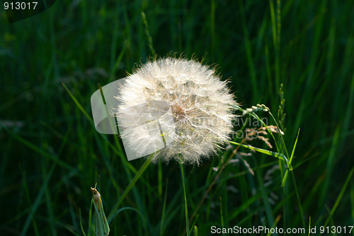 Image of dandelion