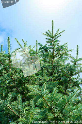 Image of sunlight and pine