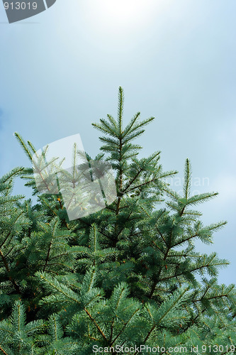 Image of sunlight and pine