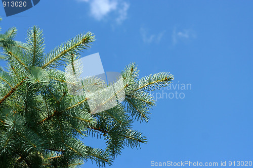 Image of sunlight and pine