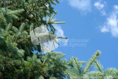 Image of sunlight and pine