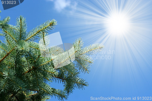 Image of sunlight and pine