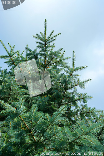 Image of solar pine