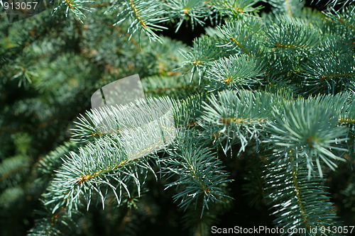 Image of pine