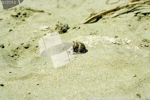 Image of seashell