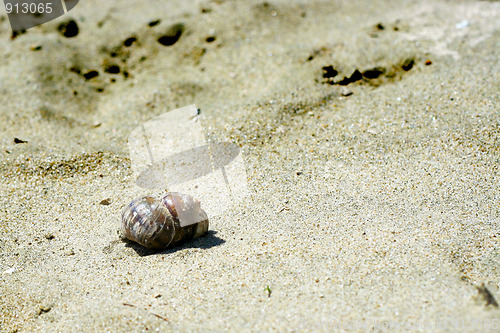 Image of seashell