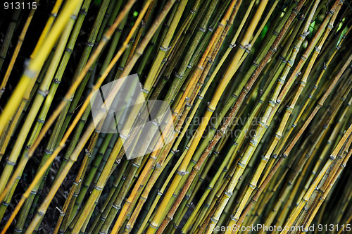 Image of Bamboo jungle - Monte Palace botanical garden, Monte, Madeira