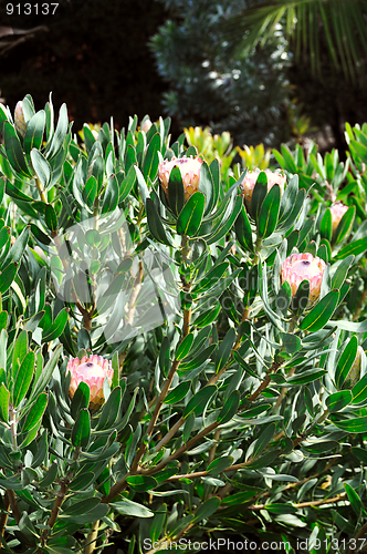 Image of Protea blossoms, Sugarbush - Monte Palace botanical garden, Monte, Madeira