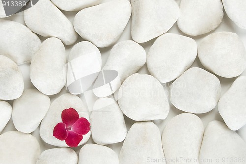 Image of red petals on white pebble background