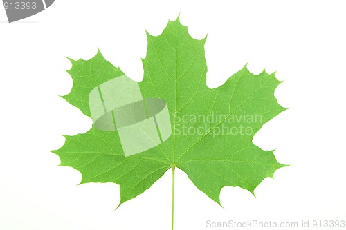 Image of green maple leaf