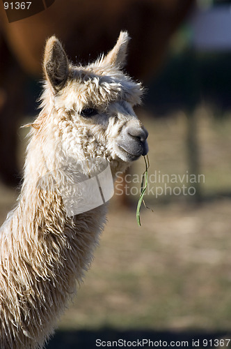 Image of Alpaca head