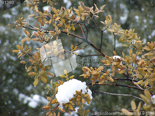 Image of Snow Tree